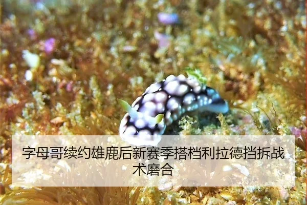 字母哥续约雄鹿后新赛季搭档利拉德挡拆战术磨合